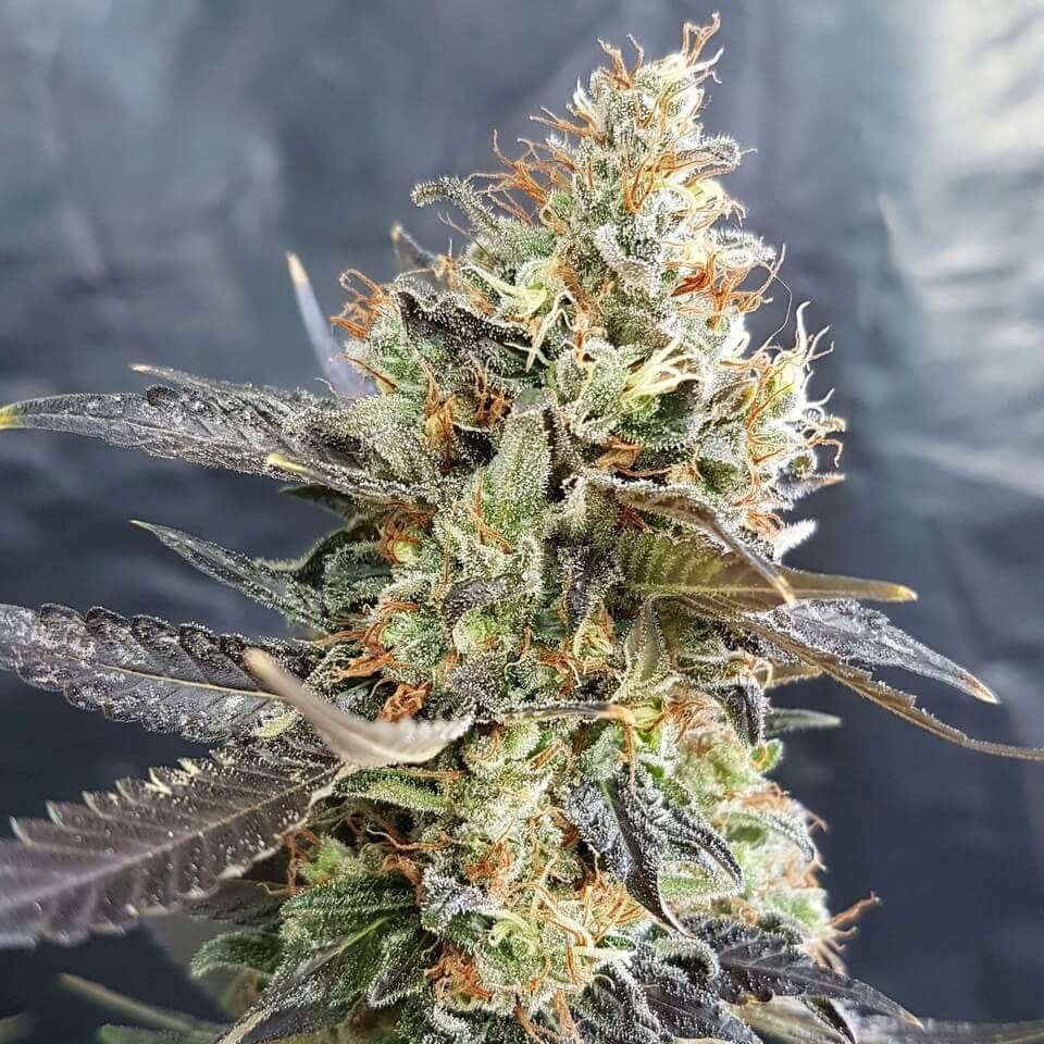 INDOOR CANDYLAND