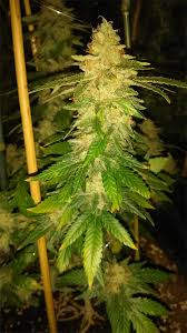Greenhouse Super Cheese