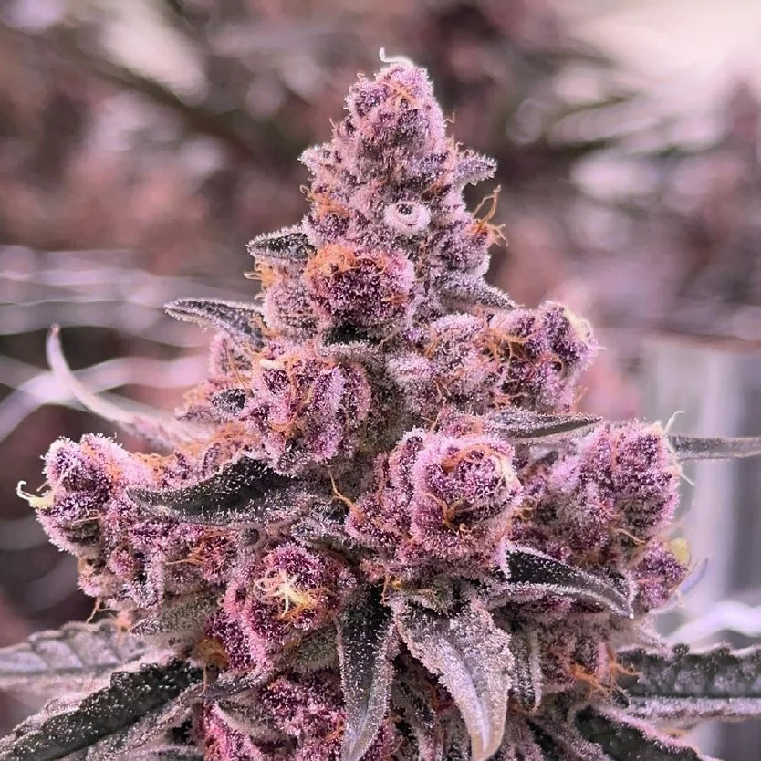INDOOR BLOCKBERRY