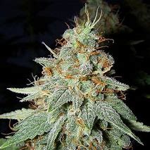 Greenhouse Buddah Cheese