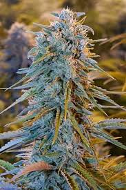 Indoor Blue Dream