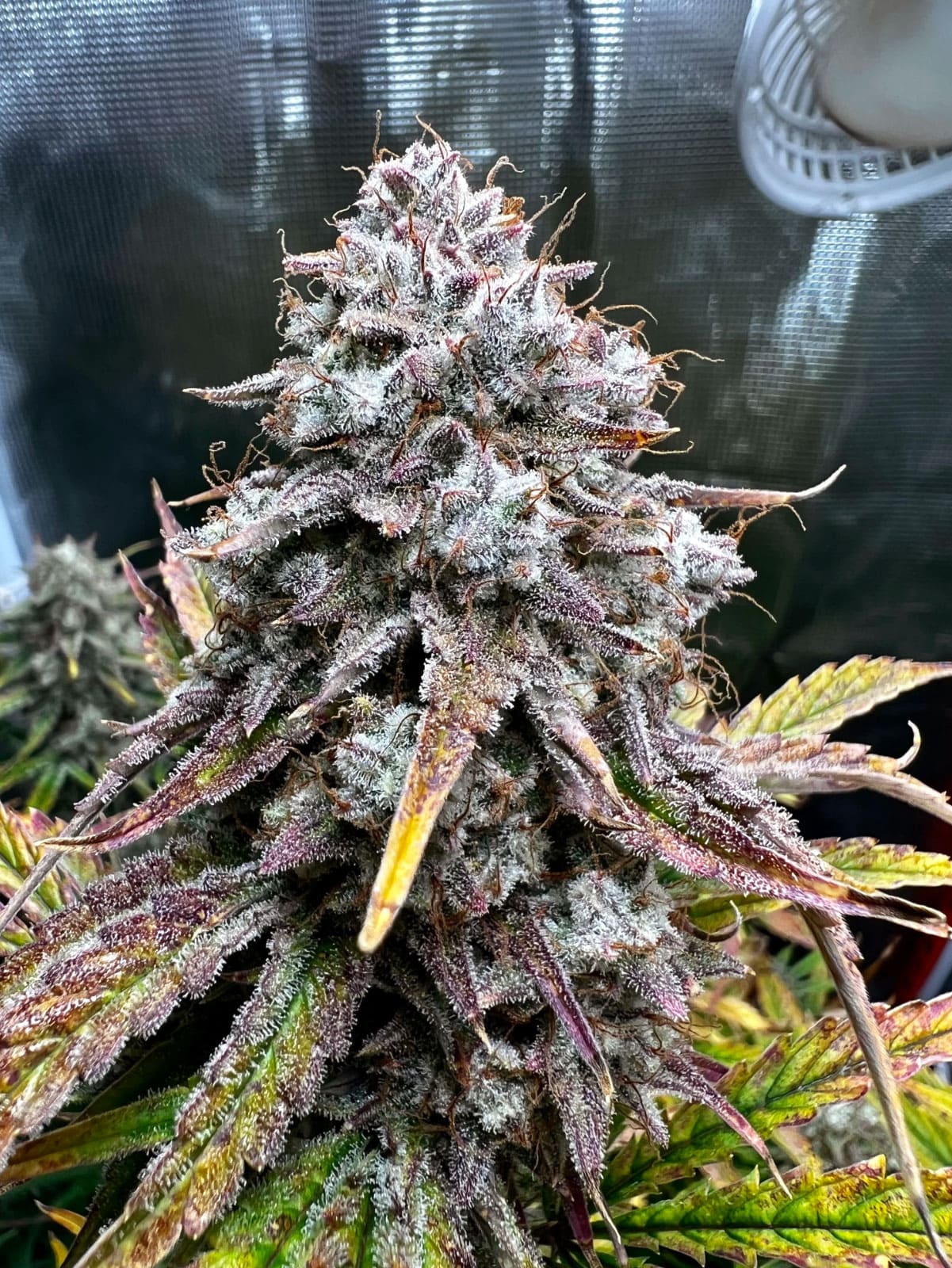 Indoor Girl Scout Monkeys