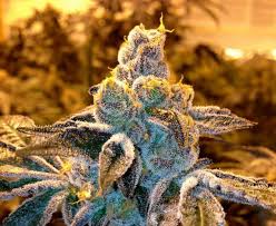 INDOOR CANDYLAND