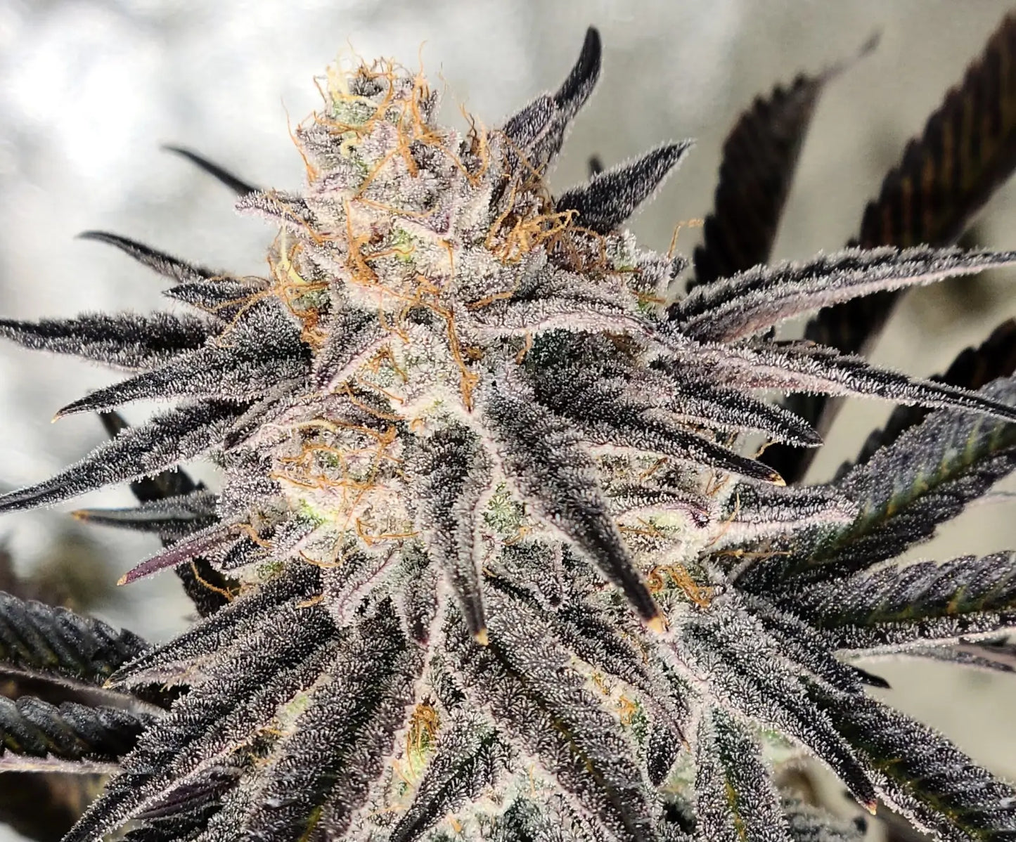 Indoor Platinum Gorilla